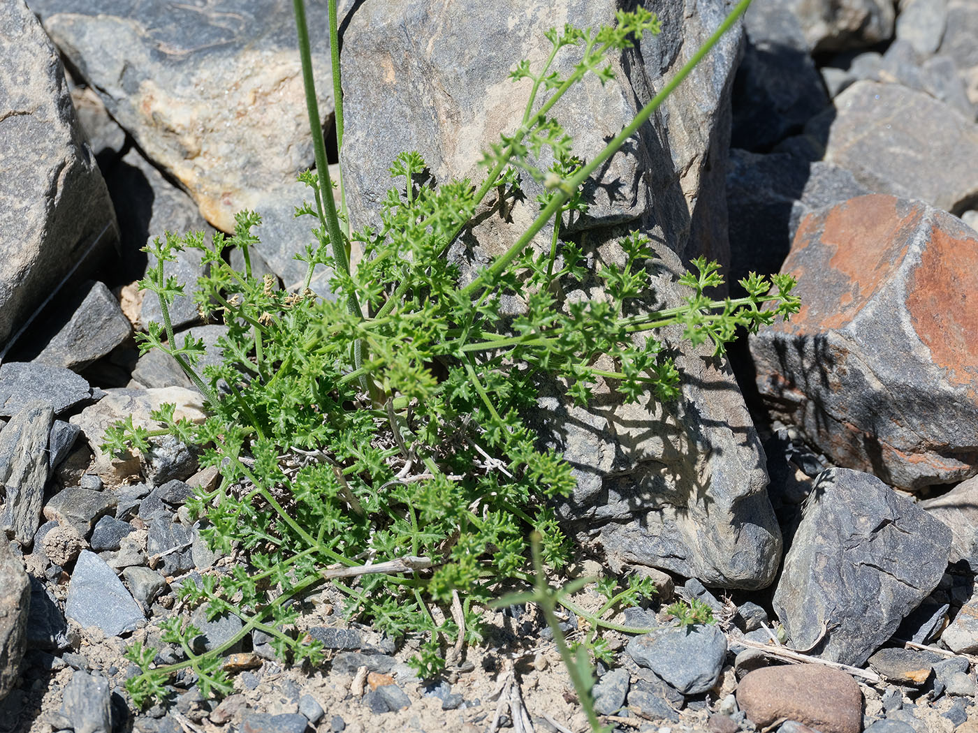 Image of familia Apiaceae specimen.
