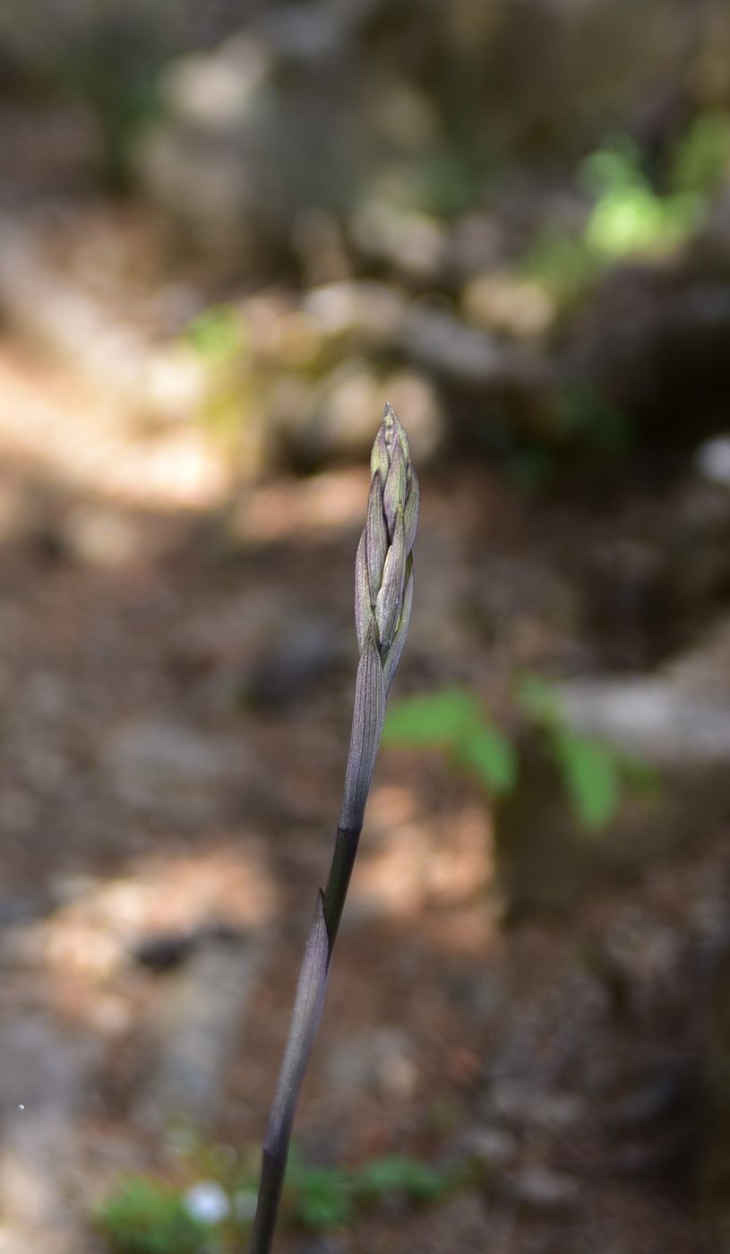Image of Limodorum abortivum specimen.
