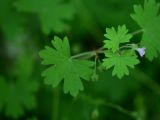 genus Geranium
