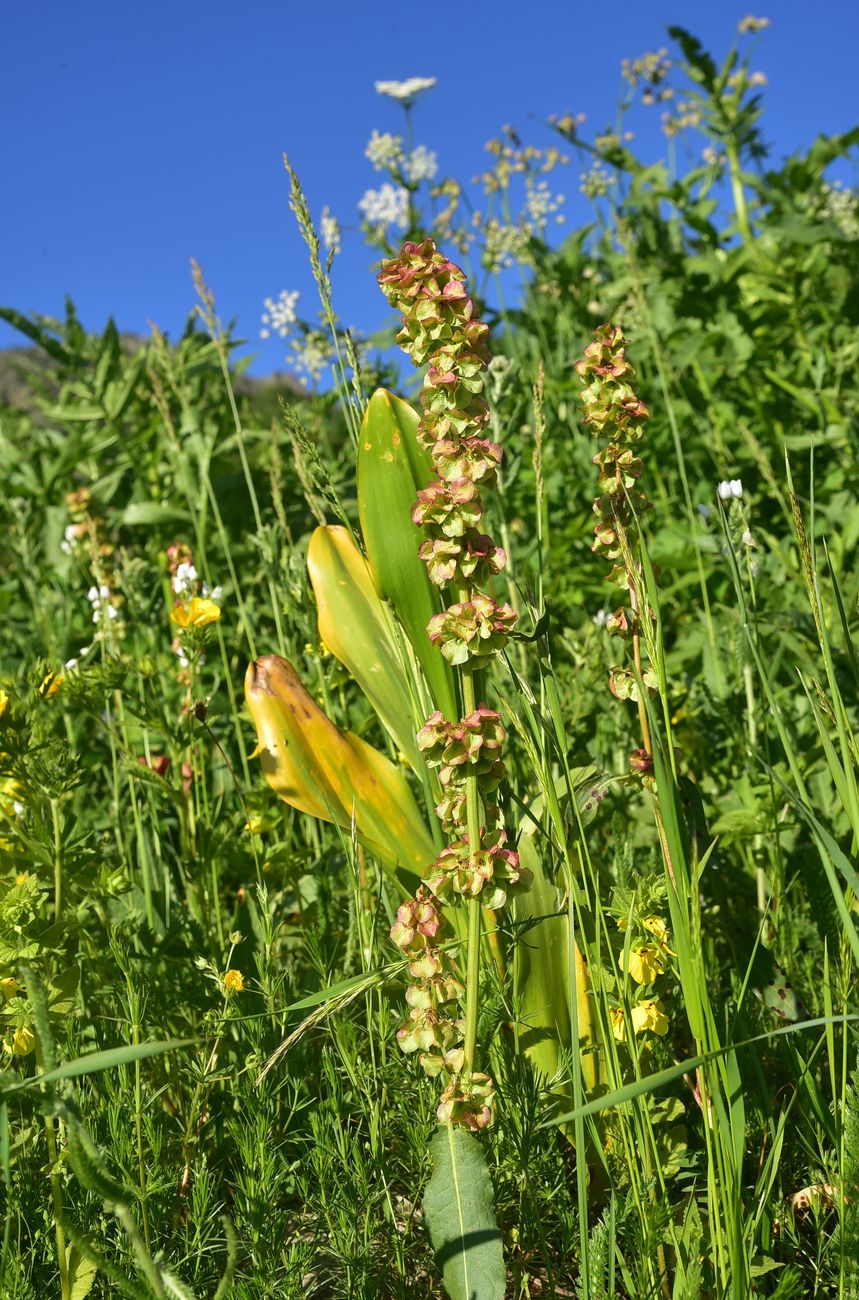 Image of genus Rumex specimen.