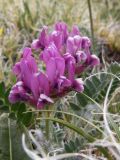 Oxytropis macrosema