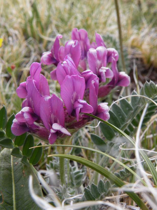 Изображение особи Oxytropis macrosema.