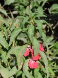 Impatiens balsamina