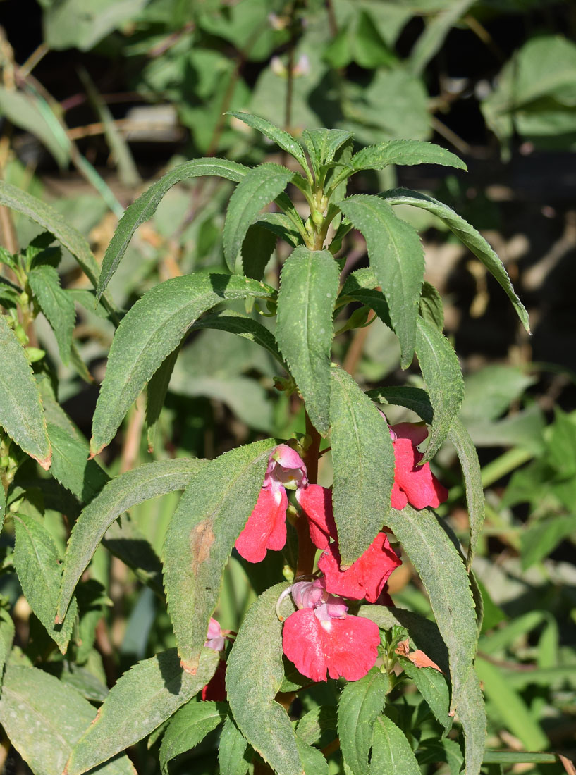 Изображение особи Impatiens balsamina.
