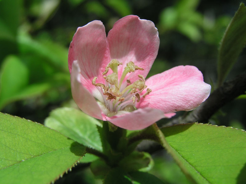 Изображение особи Pseudocydonia sinensis.