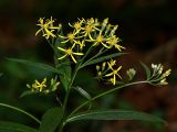 Senecio ovatus