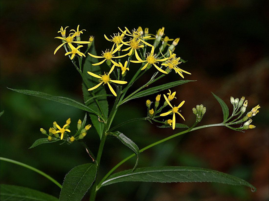 Изображение особи Senecio ovatus.