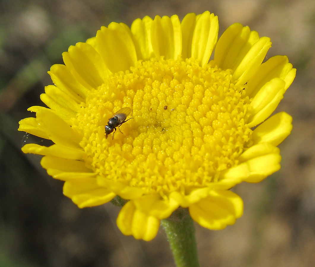 Image of Tanacetum kittaryanum specimen.