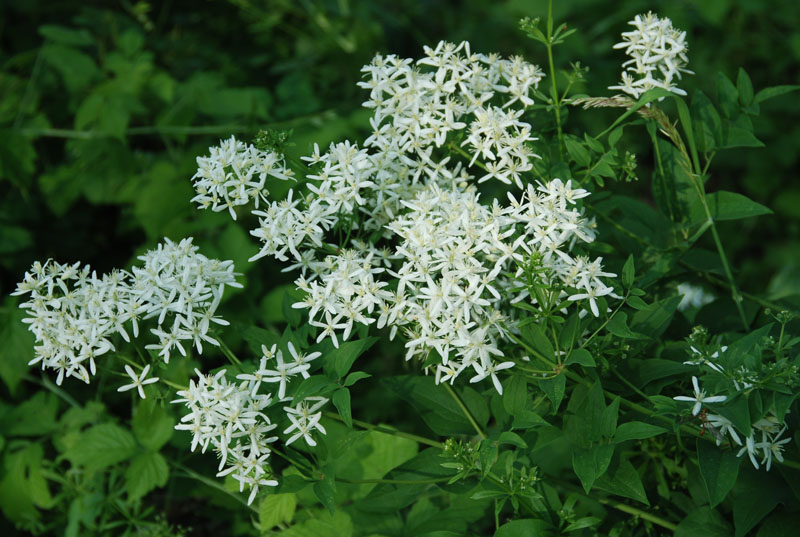 Image of Clematis recta specimen.