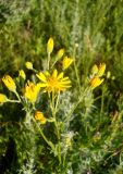 Senecio jacobaea. Верхушка цветущего растения. Новосибирская обл., Искитимский р-н, пгт Линёво. 27 июня 2011 г.