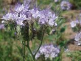 Phacelia tanacetifolia