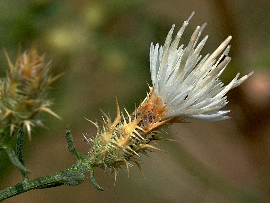 Image of Centaurea diffusa specimen.