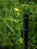 Potentilla reptans