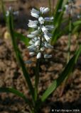 Hyacinthella leucophaea. Цветущее растение. Москва; в культуре из Курской обл. 18.05.2006.