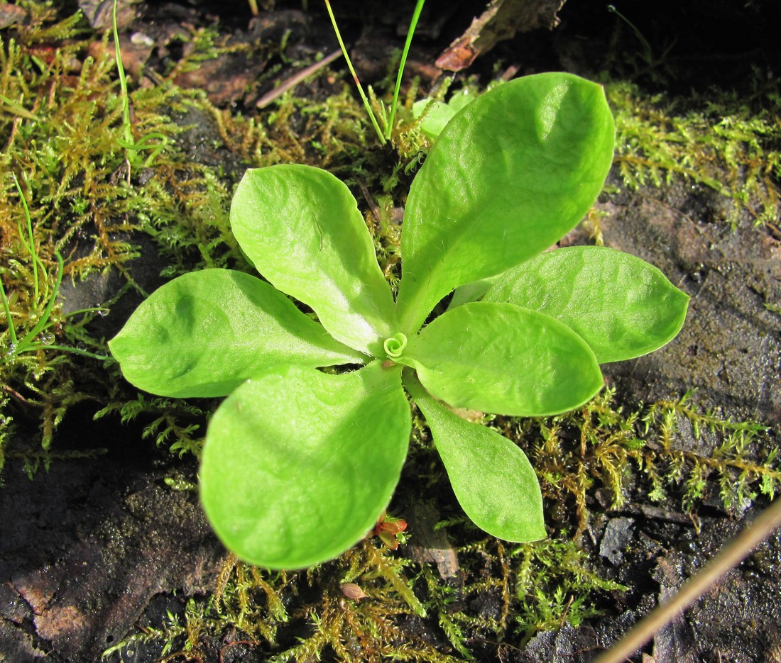 Изображение особи Coccyganthe flos-cuculi.