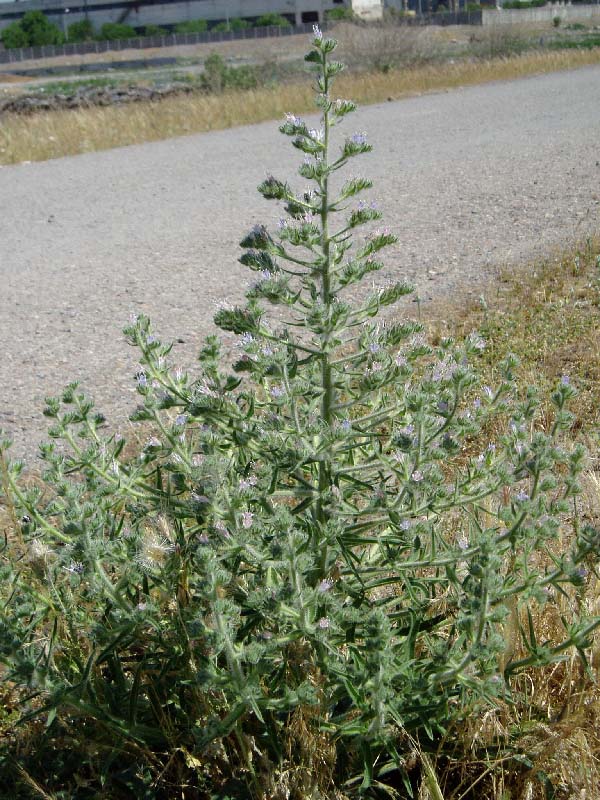 Image of Echium biebersteinii specimen.