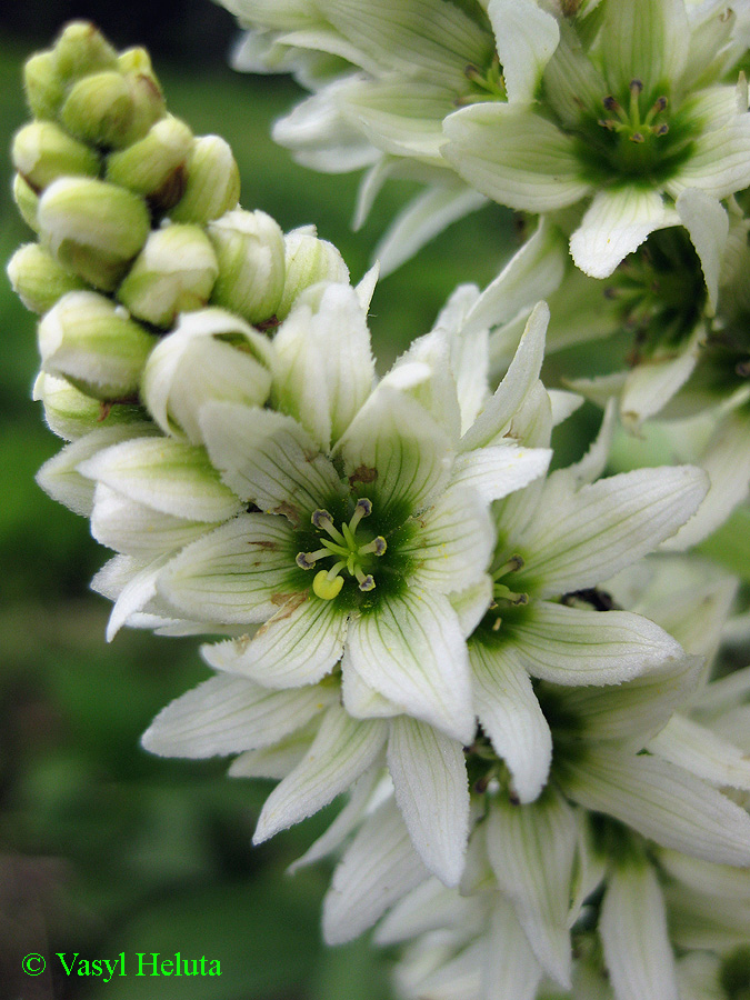 Image of Veratrum album specimen.