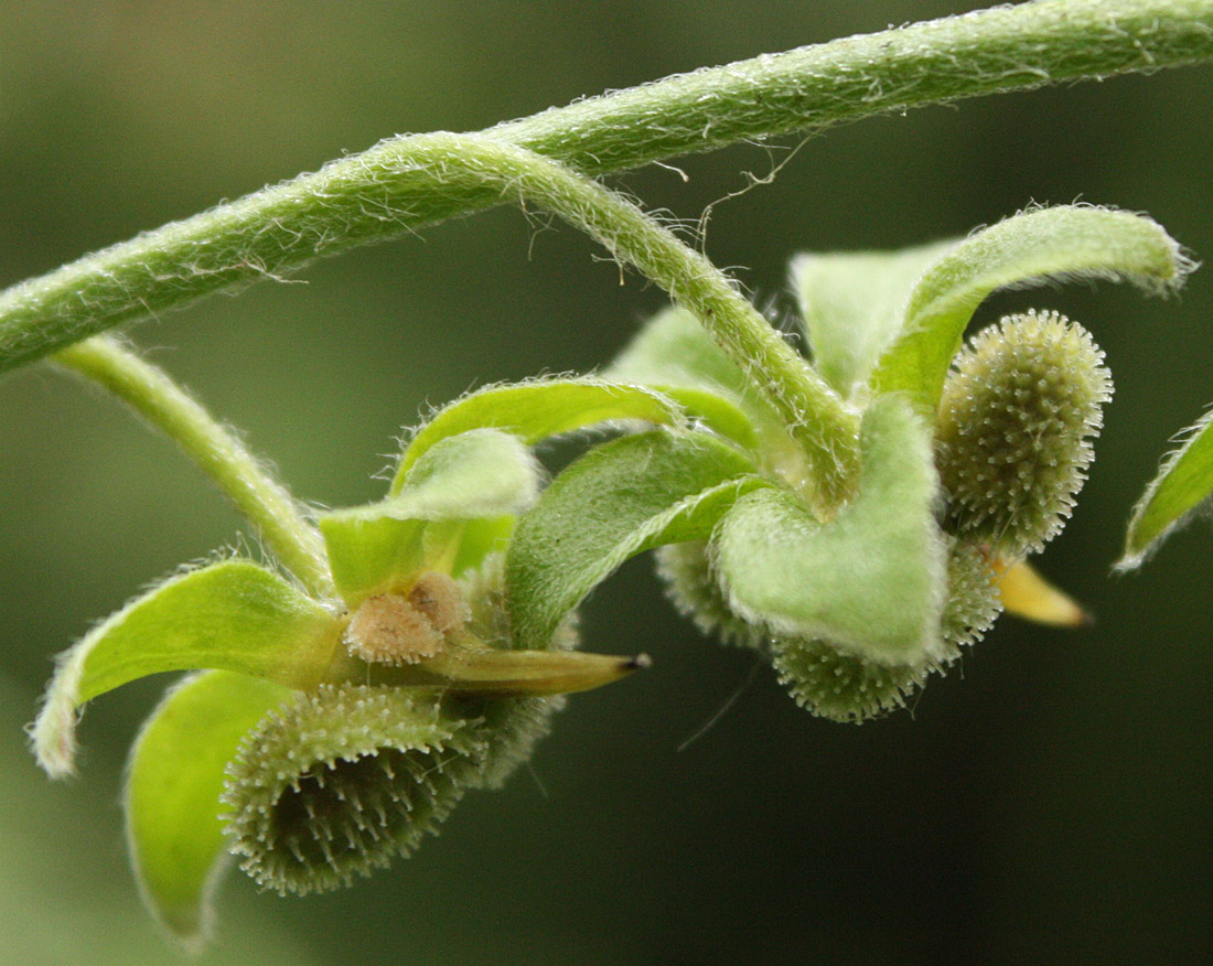 Изображение особи Cynoglossum officinale.