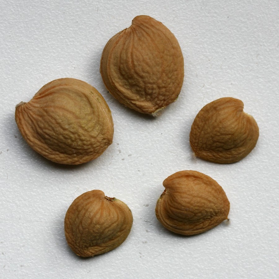 Изображение особи род Amygdalus.