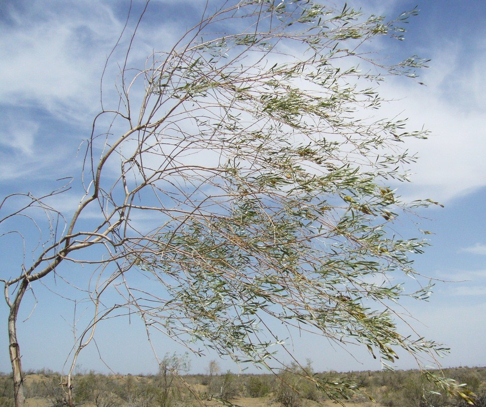 Image of Ammodendron conollyi specimen.