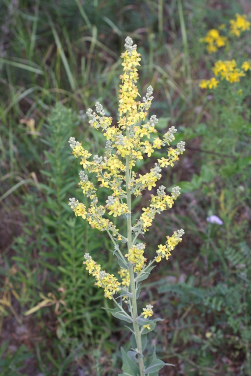 Изображение особи Verbascum lychnitis.