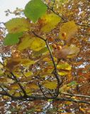 Sorbus &times; latifolia