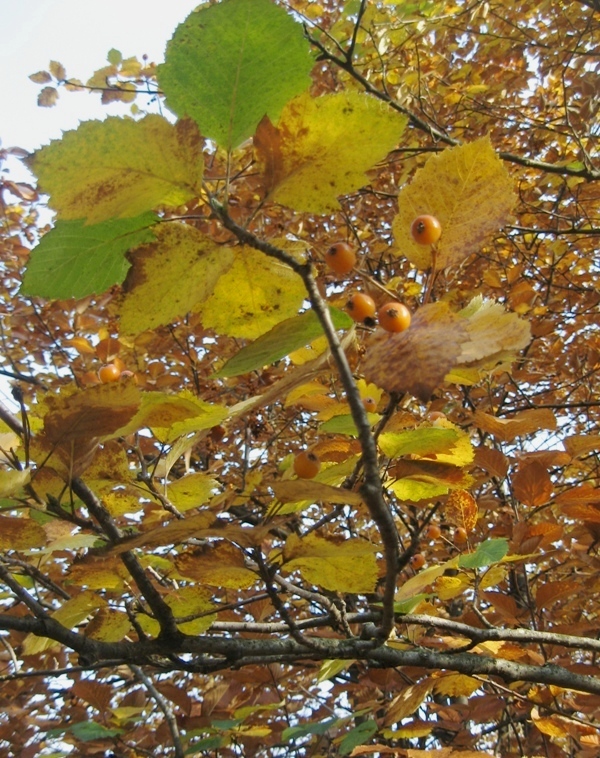 Изображение особи Sorbus &times; latifolia.