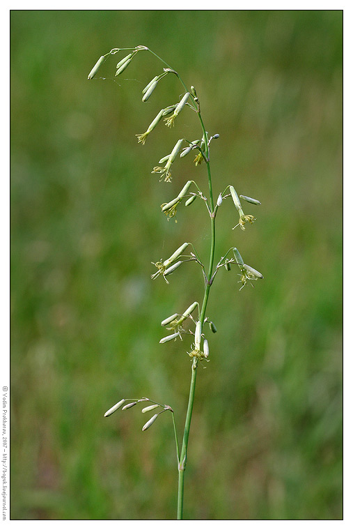 Изображение особи Silene chlorantha.