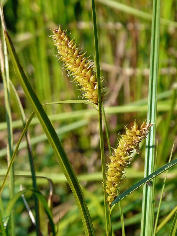 Изображение особи Carex vesicaria.