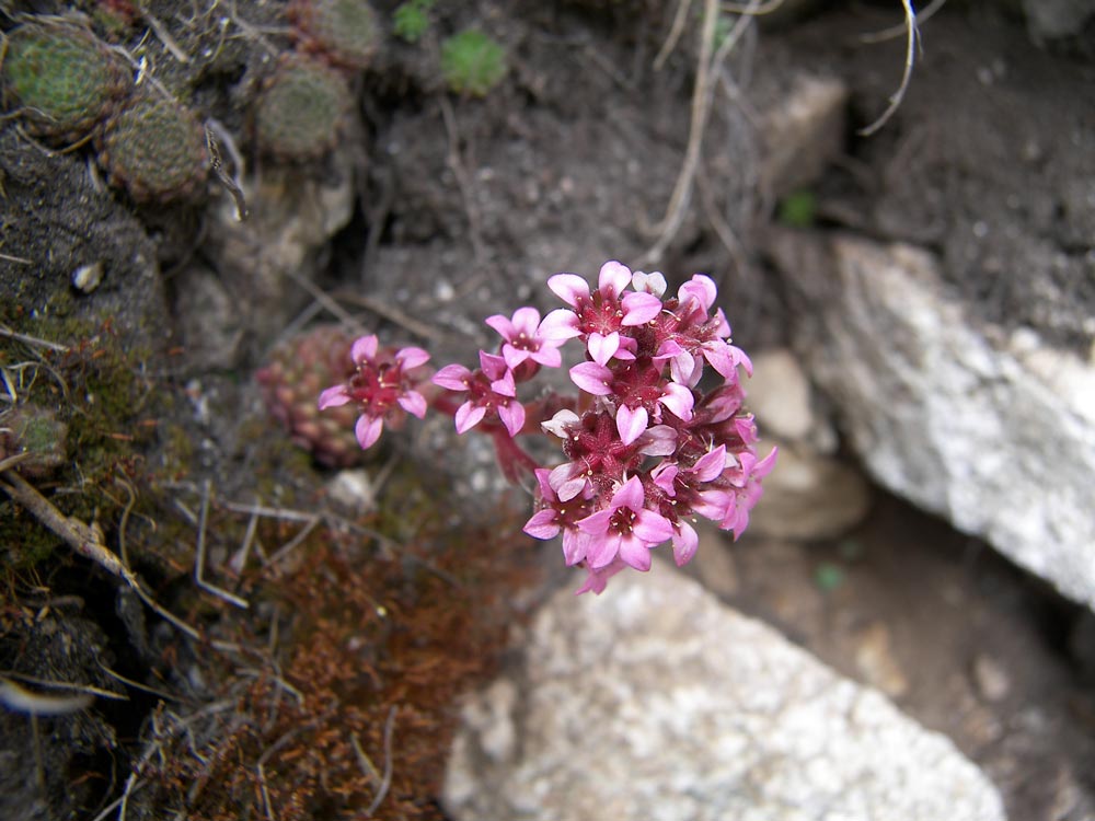 Image of Prometheum pilosum specimen.