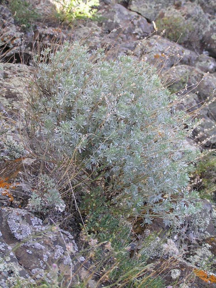 Image of Artemisia rutifolia specimen.