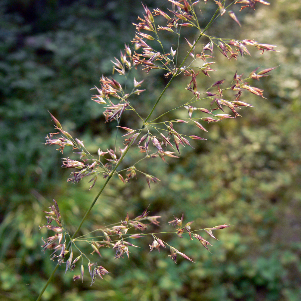 Изображение особи Calamagrostis arundinacea.