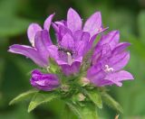 Campanula glomerata. Соцветие. Московская обл., дачный участок. 28.06.2005.