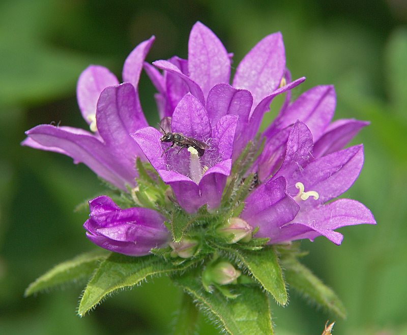 Изображение особи Campanula glomerata.