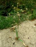 Allium cristophii