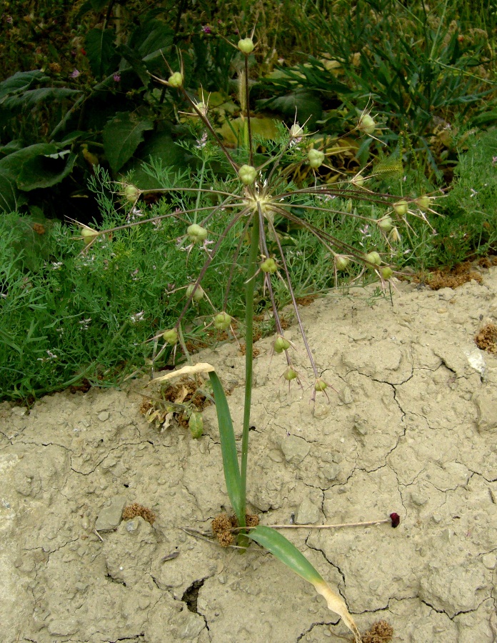 Image of Allium cristophii specimen.