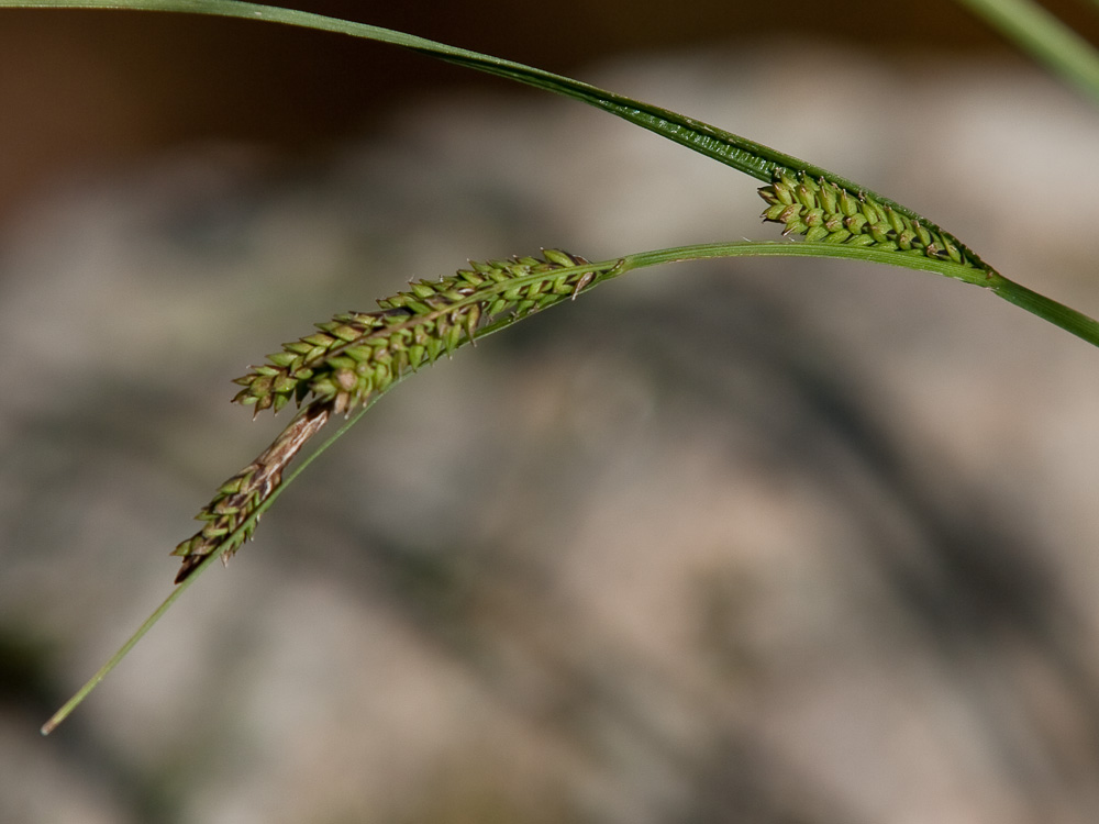 Image of Carex augustinowiczii specimen.