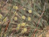 Calligonum polygonoides