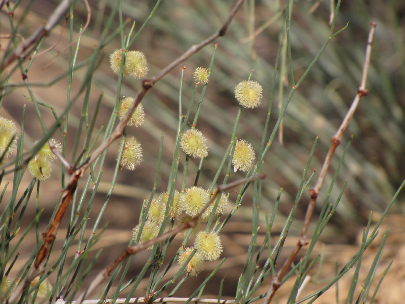 Изображение особи Calligonum polygonoides.