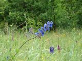 Delphinium cuneatum. Верхушка цветущего растения. Воронежская обл., Семилукский р-н, окр. с Нижняя Ведуга. 10.07.2008.