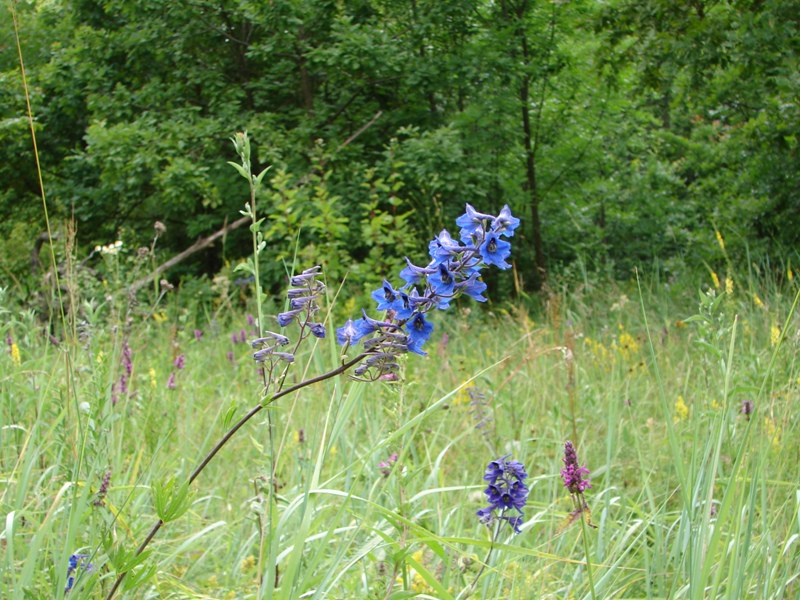 Image of Delphinium cuneatum specimen.
