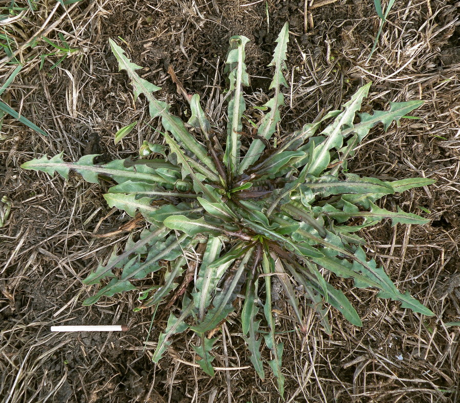 Изображение особи Taraxacum bessarabicum.