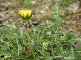 Taraxacum tenuilobum