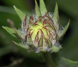 Rudbeckia hirta. Нераскрывшаяся корзинка. Московская обл., дачный участок. 10.06.2007.