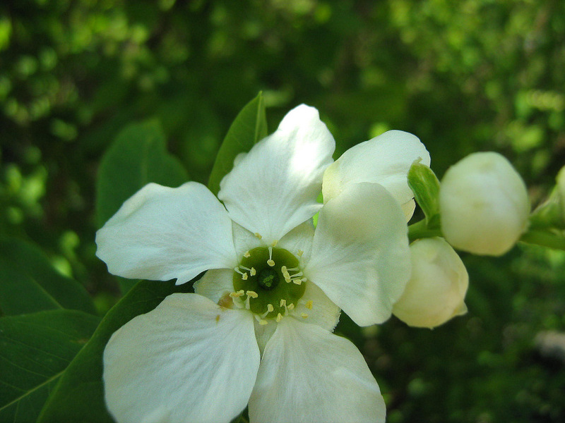 Image of Exochorda korolkowii specimen.