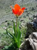 Image of taxon representative. Author is Наталья Бешко