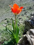 Tulipa affinis