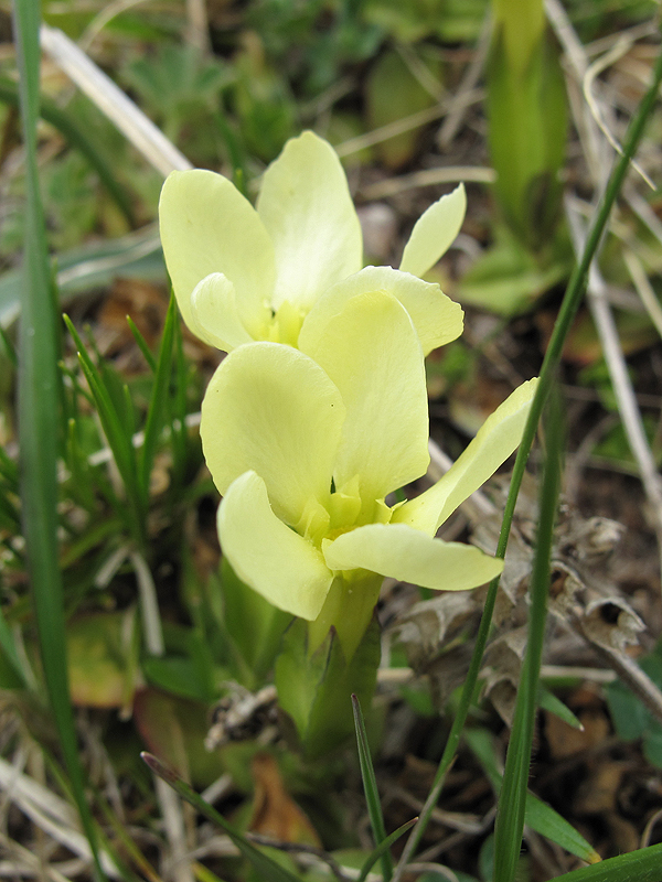 Image of Gentiana oschtenica specimen.