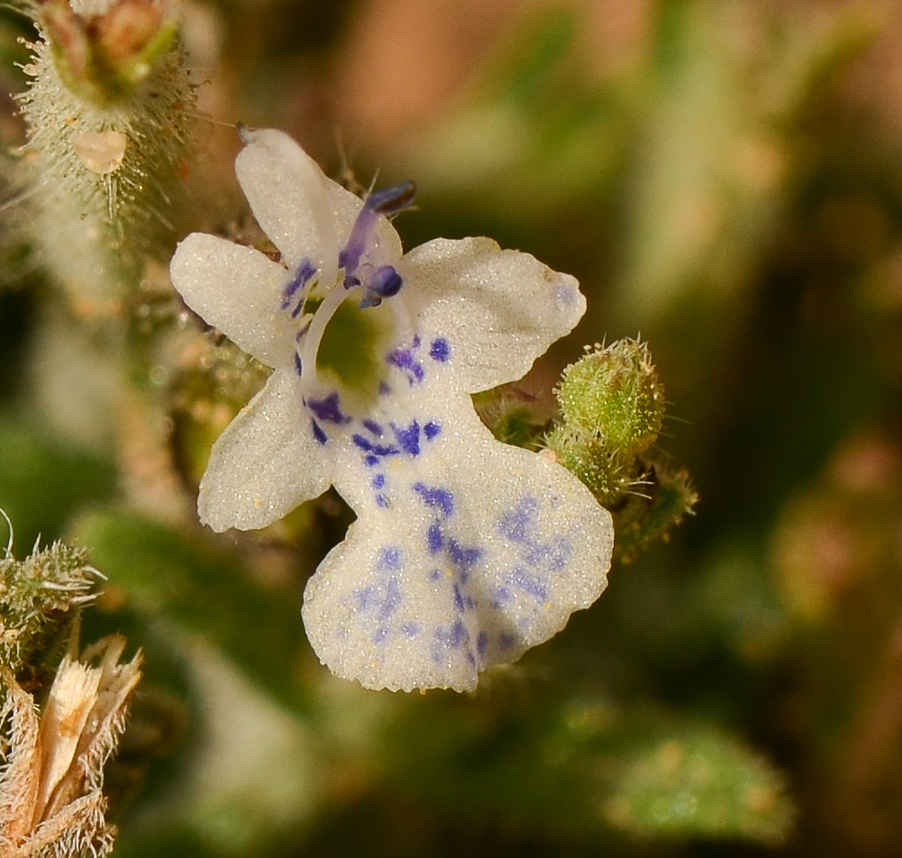 Image of Salvia aegyptiaca specimen.