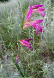 Gladiolus italicus